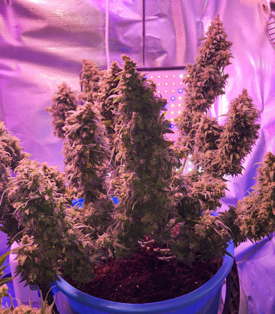 Семена сорта Ak 47 fem (Семяныч)