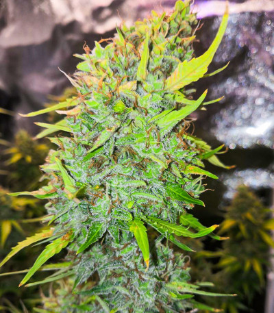 Семена сорта LSD Auto fem (Barney's Farm)