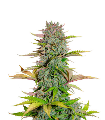 Семена сорта G14 auto fem (FastBuds)
