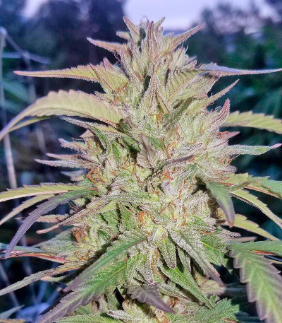 Семена сорта Blueberry Headband fem (Humboldt Seed Organization)