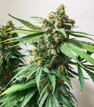 Семена сорта Hero Cookies fem (AlphaFem Seeds)