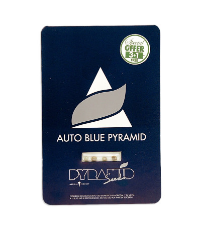 Семена сорта Auto Blue Pyramid fem (Pyramid Seeds)