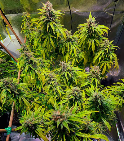 Семена сорта Big Satana 2 Auto fem (Семяныч)