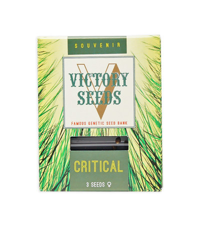 Семена сорта Critical fem (Victory Seeds)