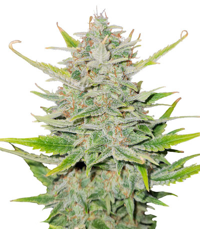 Семена сорта Sweet ZZ Automatic fem (RQS)