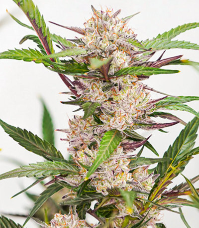 Семена сорта Auto Mimosa Punch fem (Dutch Passion)