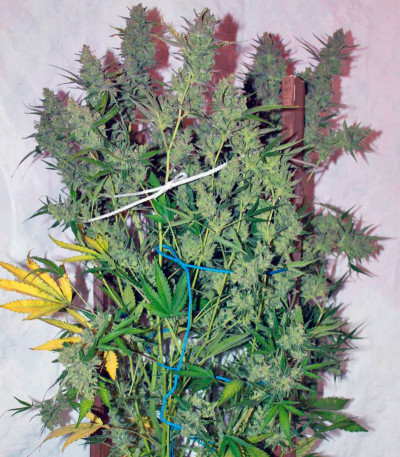 Семена сорта Auto Wappa fem (Paradise Seeds)