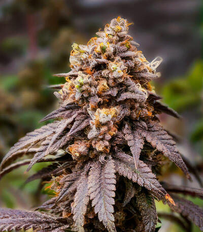 Семена сорта Marshmallow OG fem (Compound Genetics)