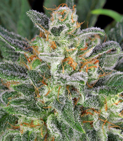 Семена сорта Motavation reg (Serious Seeds)