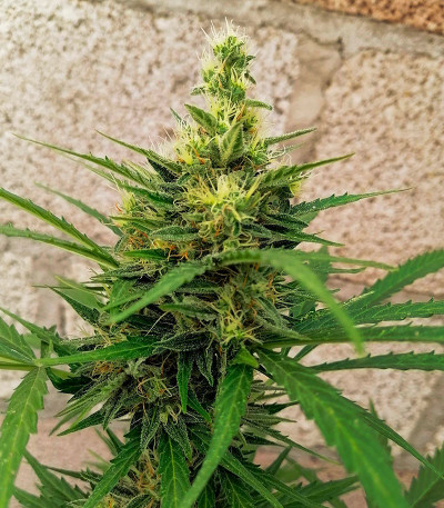 Семена сорта Siberian Sunset Auto fem (Семяныч)