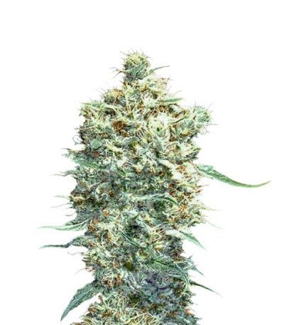 Семена сорта Auto Afgani fem (VIP seeds)