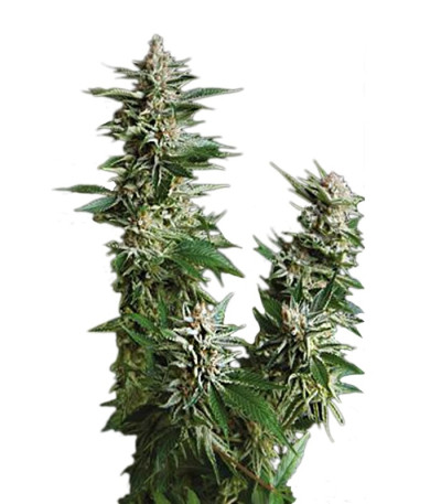 Семена сорта Auto Pyramid fem (Pyramid Seeds)