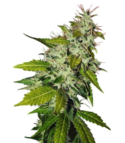 Семена сорта Snow Fruit fem (Sweet Seeds)