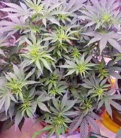 Семена сорта Monster Gelato Auto (Monster Genetics)