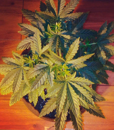 Семена сорта Afghan Cow fem (Dr. Krippling Seeds)