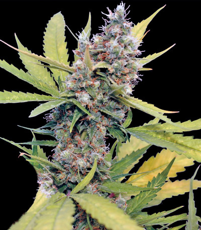 Семена марихуаны Honey B