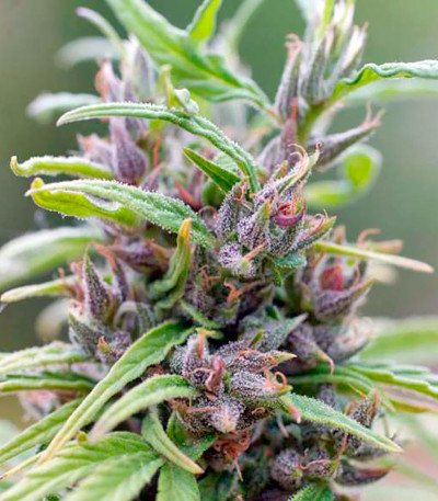 Семена сорта Urban Poison fem (Nirvana Seeds)