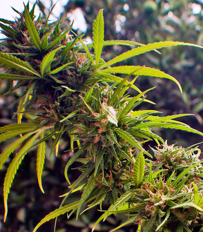 Сорт конопли Trance