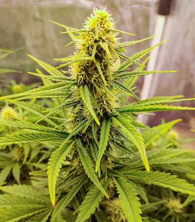 Семена сорта Zkittlez Auto fem (Cali Buds Seeds)