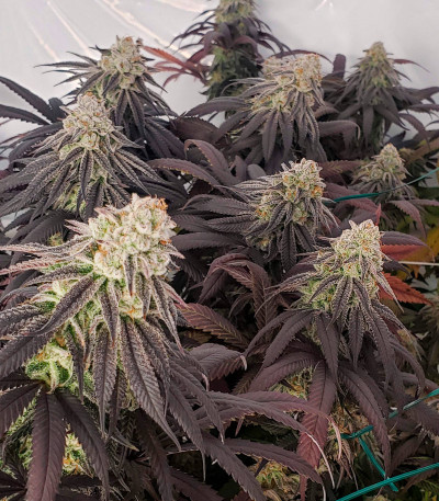 Семена сорта Cookies Purple Punch fem (Medical Seeds)
