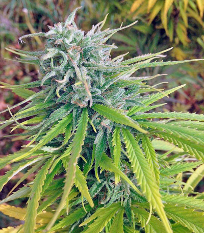 Семена сорта Durban Poison reg (Dutch Passion)