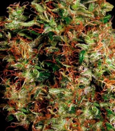 Семена сорта NY Diesel fem (Vision Seeds)