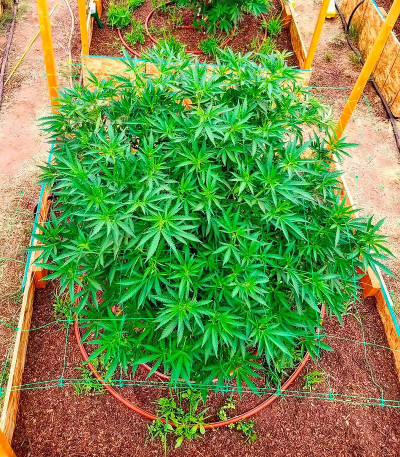 Семена сорта Russian Snow fem (Vision Seeds)