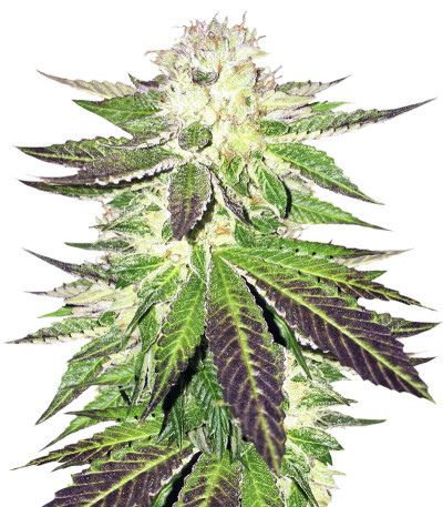 Семена сорта Remo Chemo fem (Dinafem Seeds)