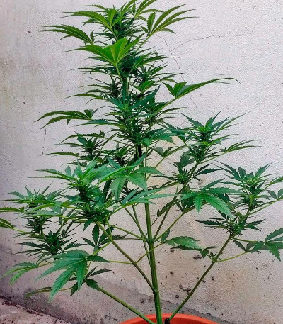 Семена марихуаны Cheese XXL Autoflowering 