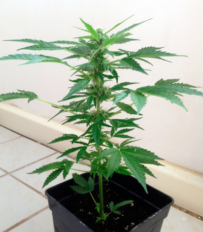 Семена сорта Auto Lime Skunk fem