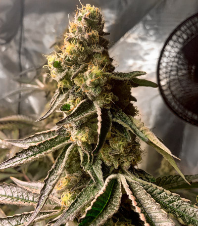 Семена сорта Runtz Punch fem (Herbies Seeds)