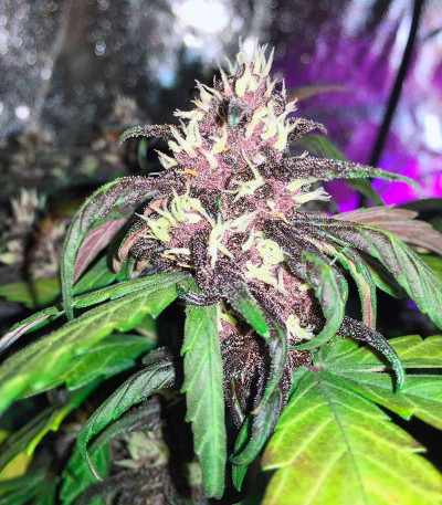 Семена сорта Black Cream Auto fem (Sweet Seeds)