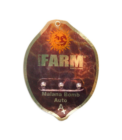 Семена сорта Malana Bomb Auto fem