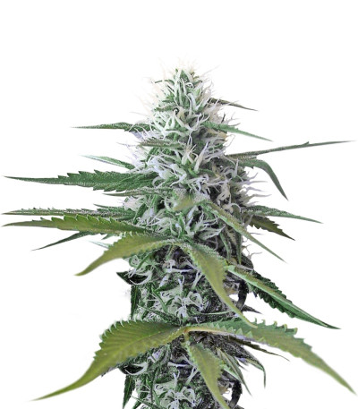 Семена сорта Blue Mystic (Blueberry) reg (Nirvana Seeds)