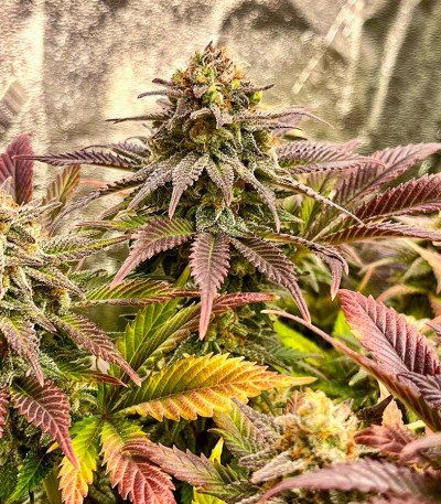 Семена сорта Frosted Guava fem (Original Sensible Seeds)