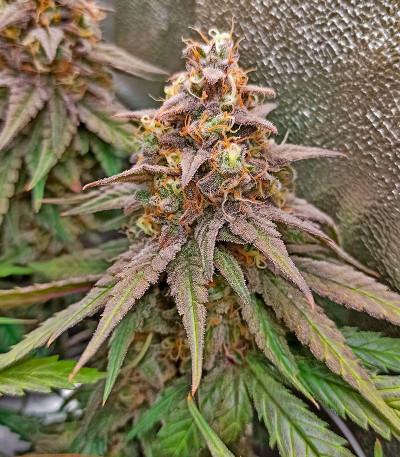 Семена сорта Runtz Punch fem (Herbies Seeds)