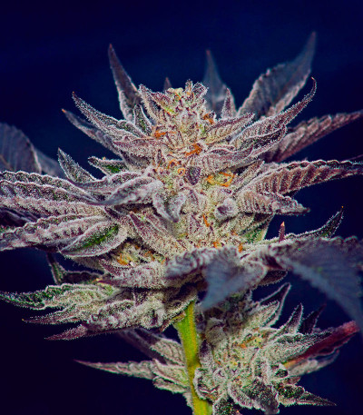 Семена сорта Slipstream fem (Compound Genetics)