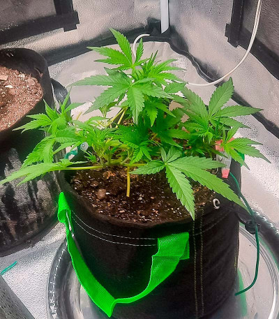 Семена сорта Auto Banana Cookies fem (Advanced Seeds)