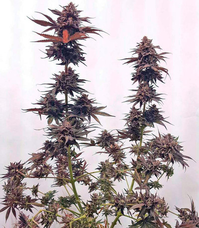 Семена сорта Chocolate Mint OG fem