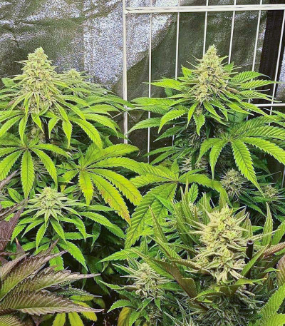 Семена сорта Lemon Tree fem (Barney's Farm)