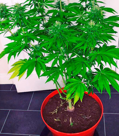 Семена сорта Lemon Kush Headband fem