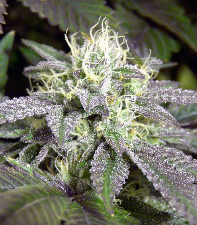 Семена сорта Remo Chemo fem (Dinafem Seeds)