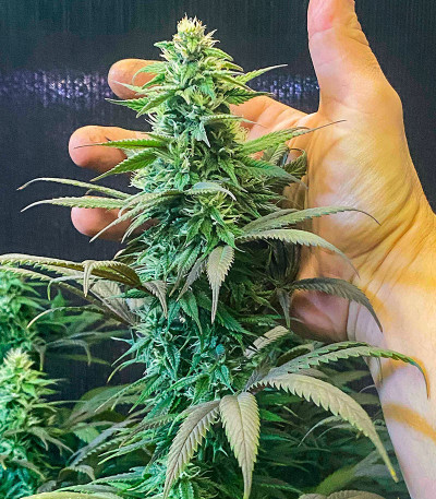 Семена сорта Strawberry Amnesia fem (Herbies Seeds)