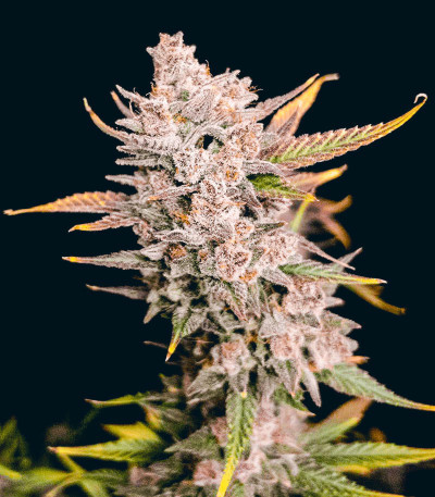 Семена сорта Ztrawberriez Auto fem (FastBuds)