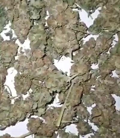 Семена сорта Niagara Auto fem Doctor’s Choice