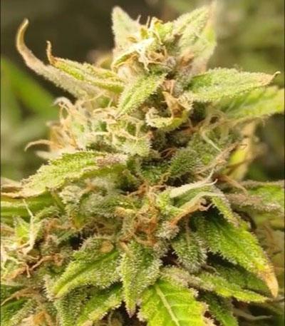 Семена сорта Z-Up Auto fem (FastBuds)