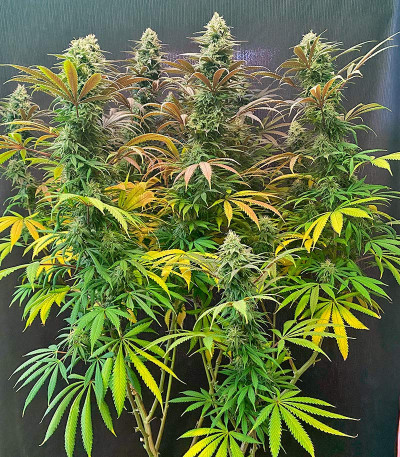 Семена сорта Strawberry Amnesia fem (Herbies Seeds)