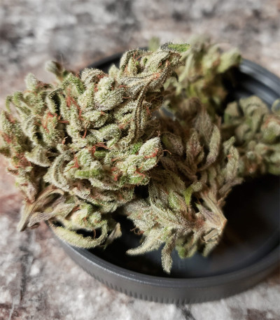 Семена сорта West Coast O.G. Auto fem (FastBuds)