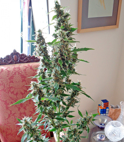 Семена сорта Wipeout Express Auto fem (Heavyweight Seeds)