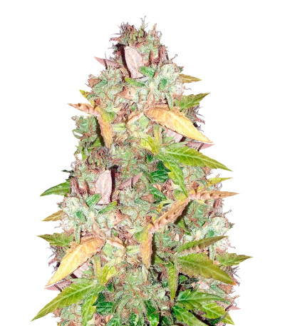 Семена сорта NY Diesel fem (Vision Seeds)
